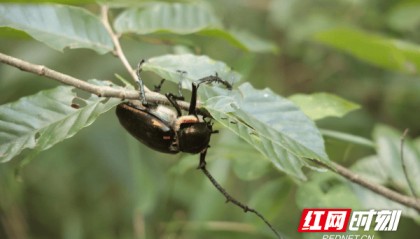 城步：放生国家二级保护动物阳彩臂金龟回归大自然