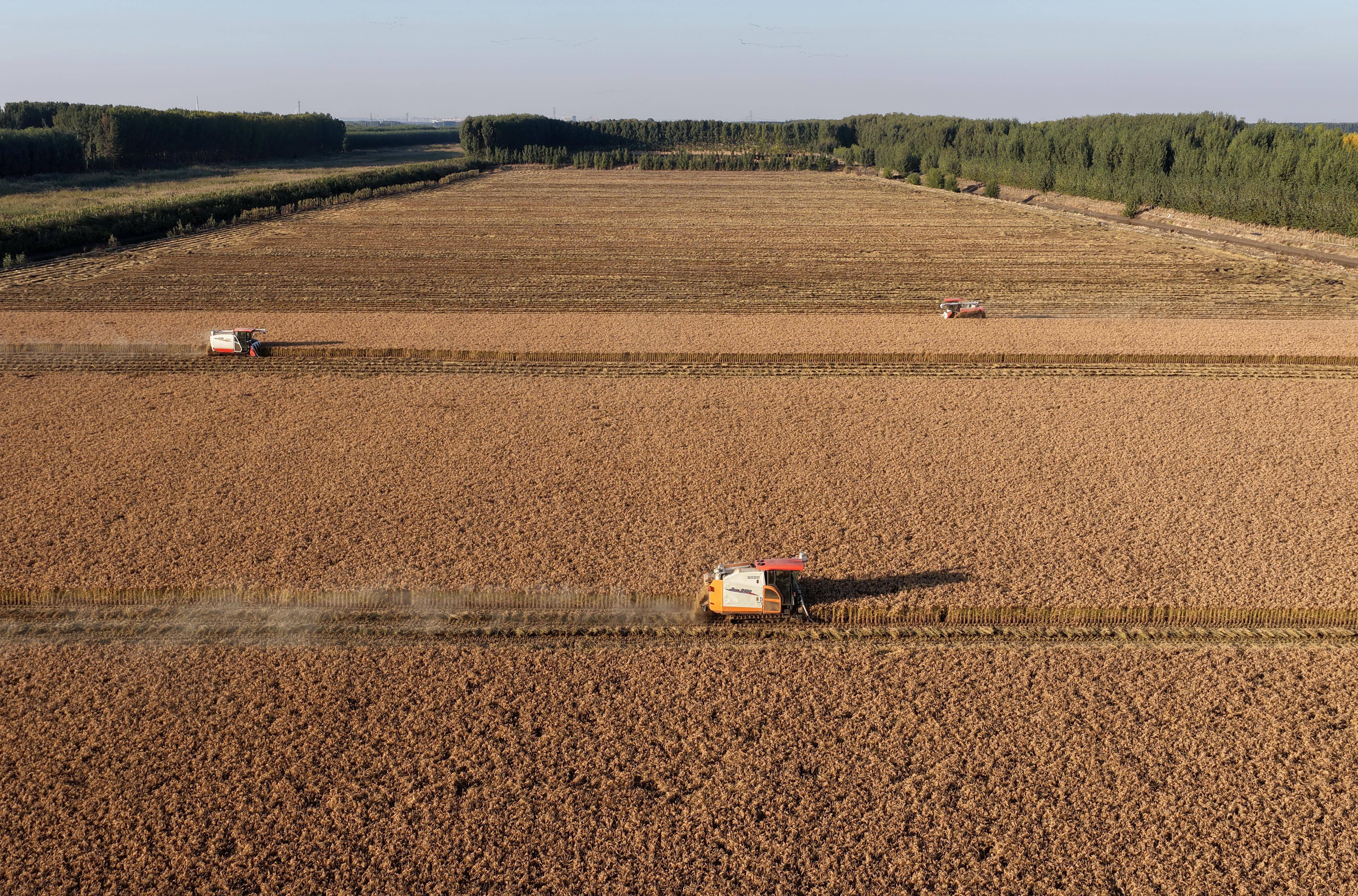 河北唐山：水稻迎来收获季