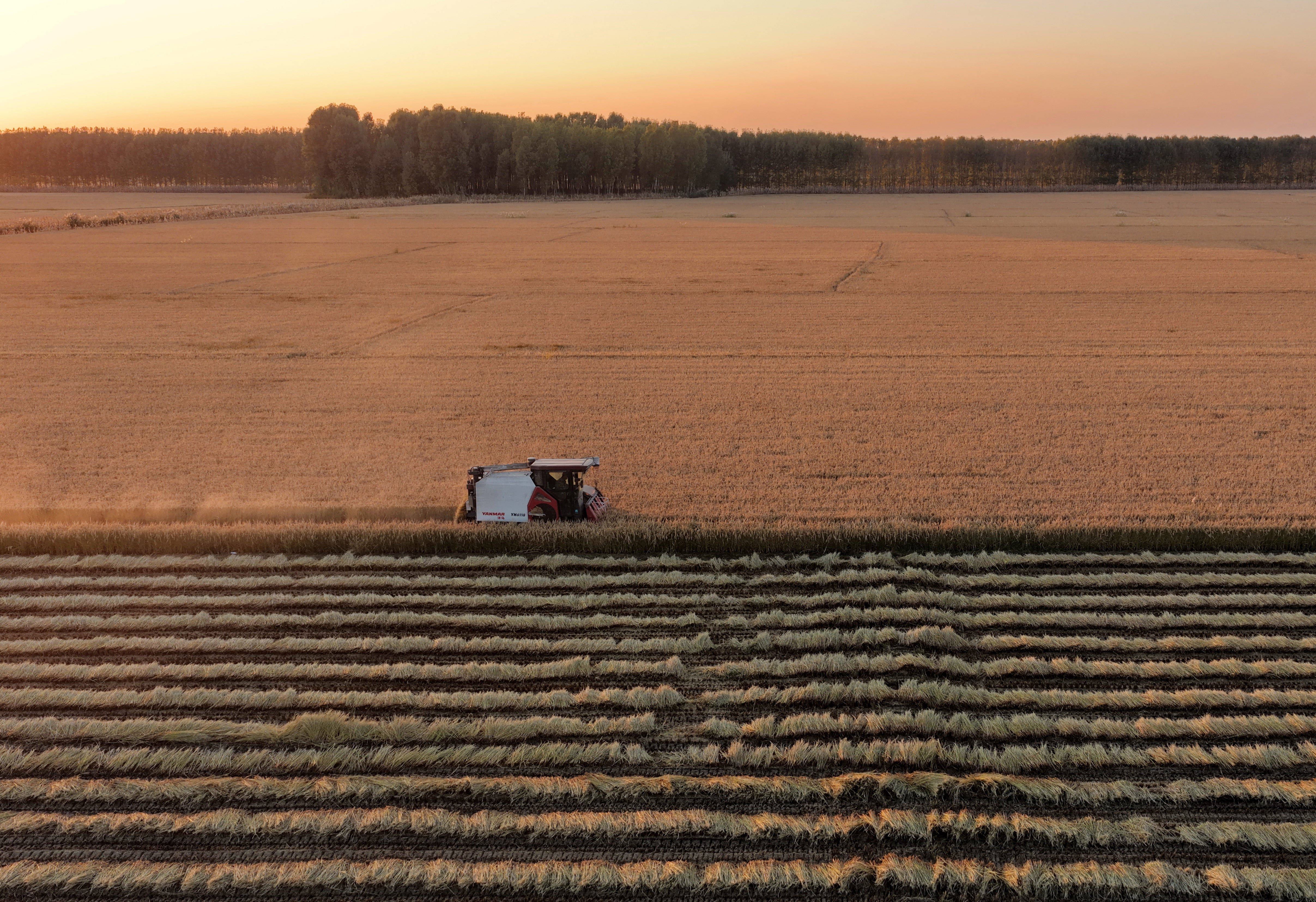 河北唐山：水稻迎来收获季