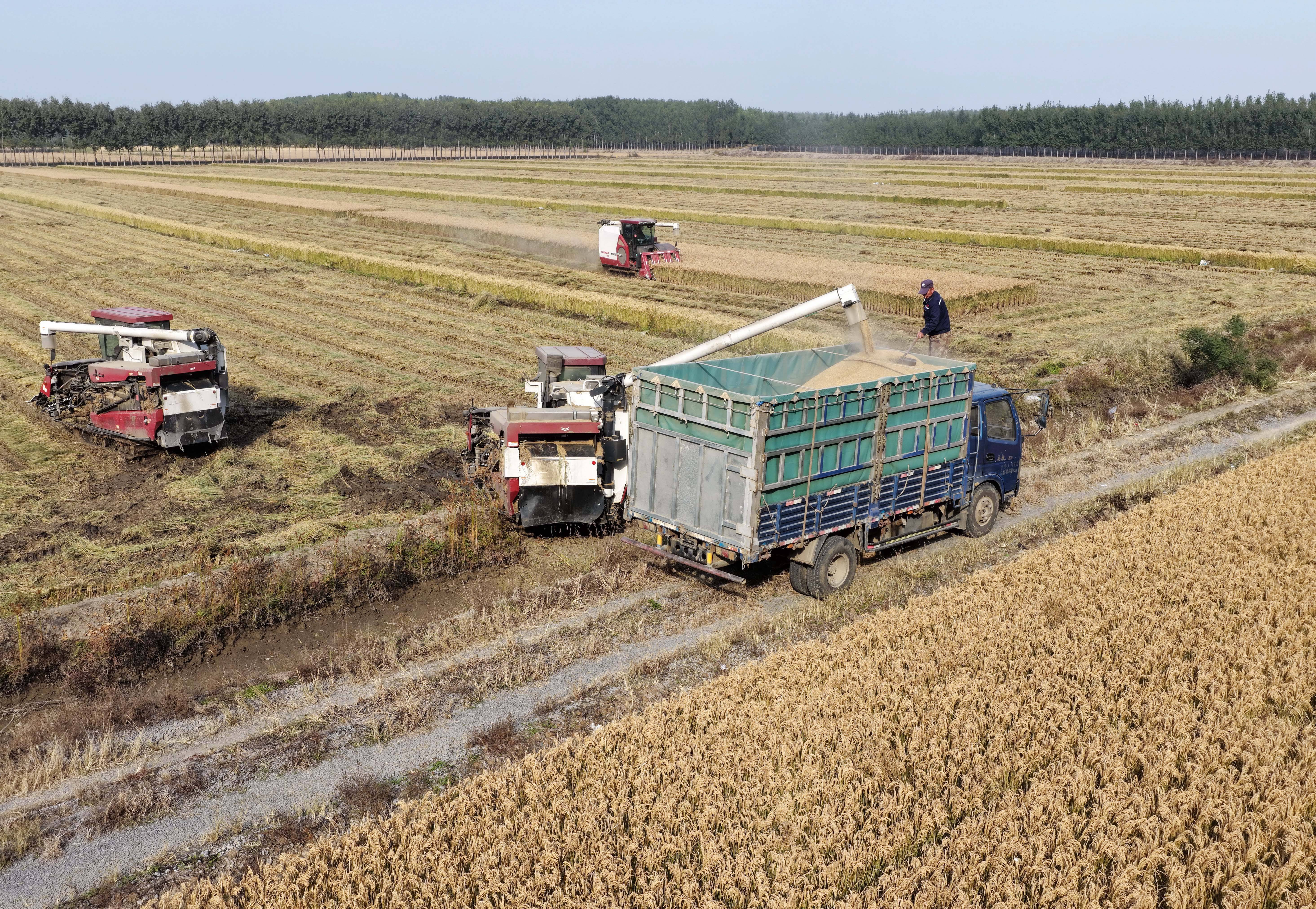 河北唐山：水稻迎来收获季