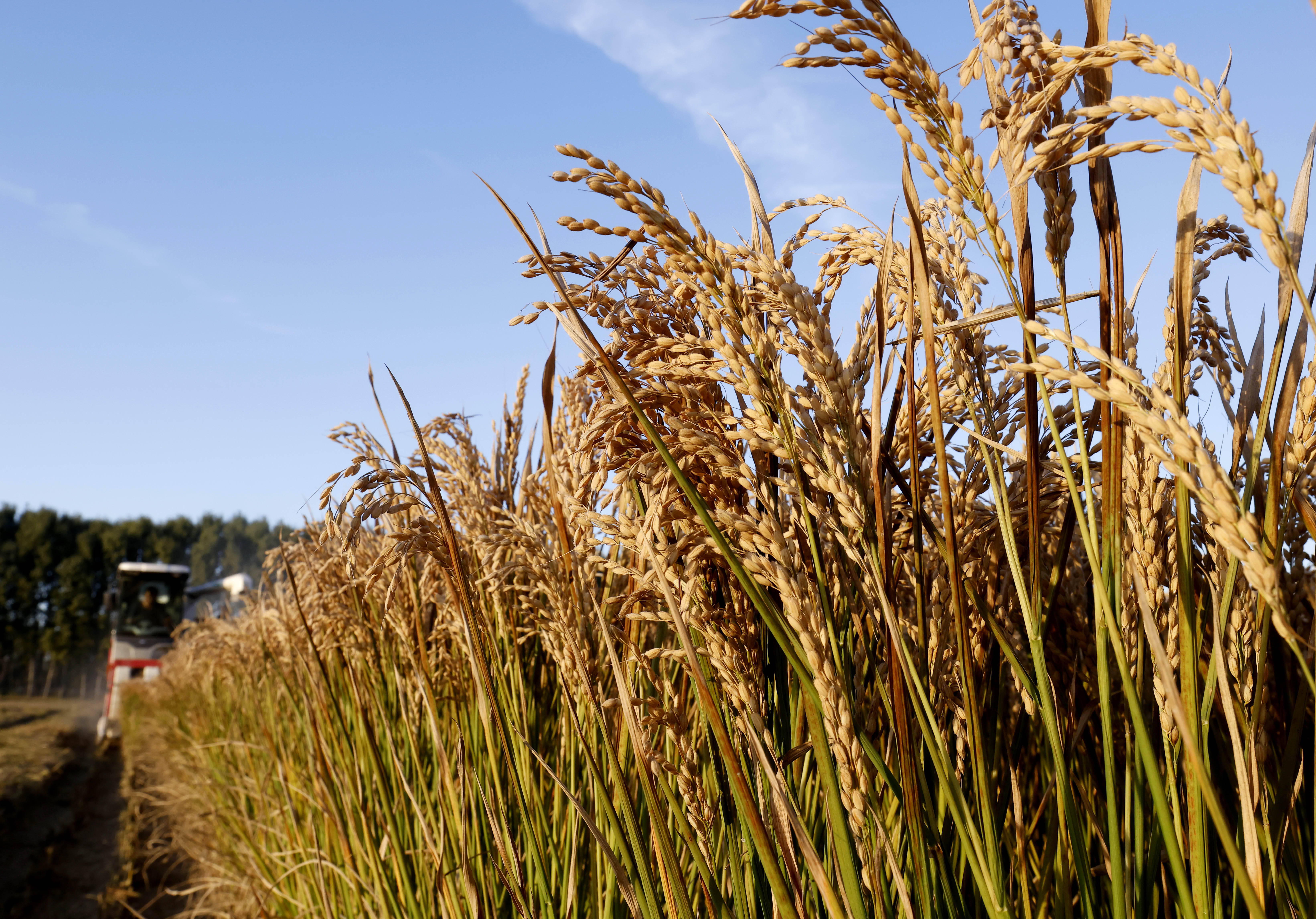 河北唐山：水稻迎来收获季