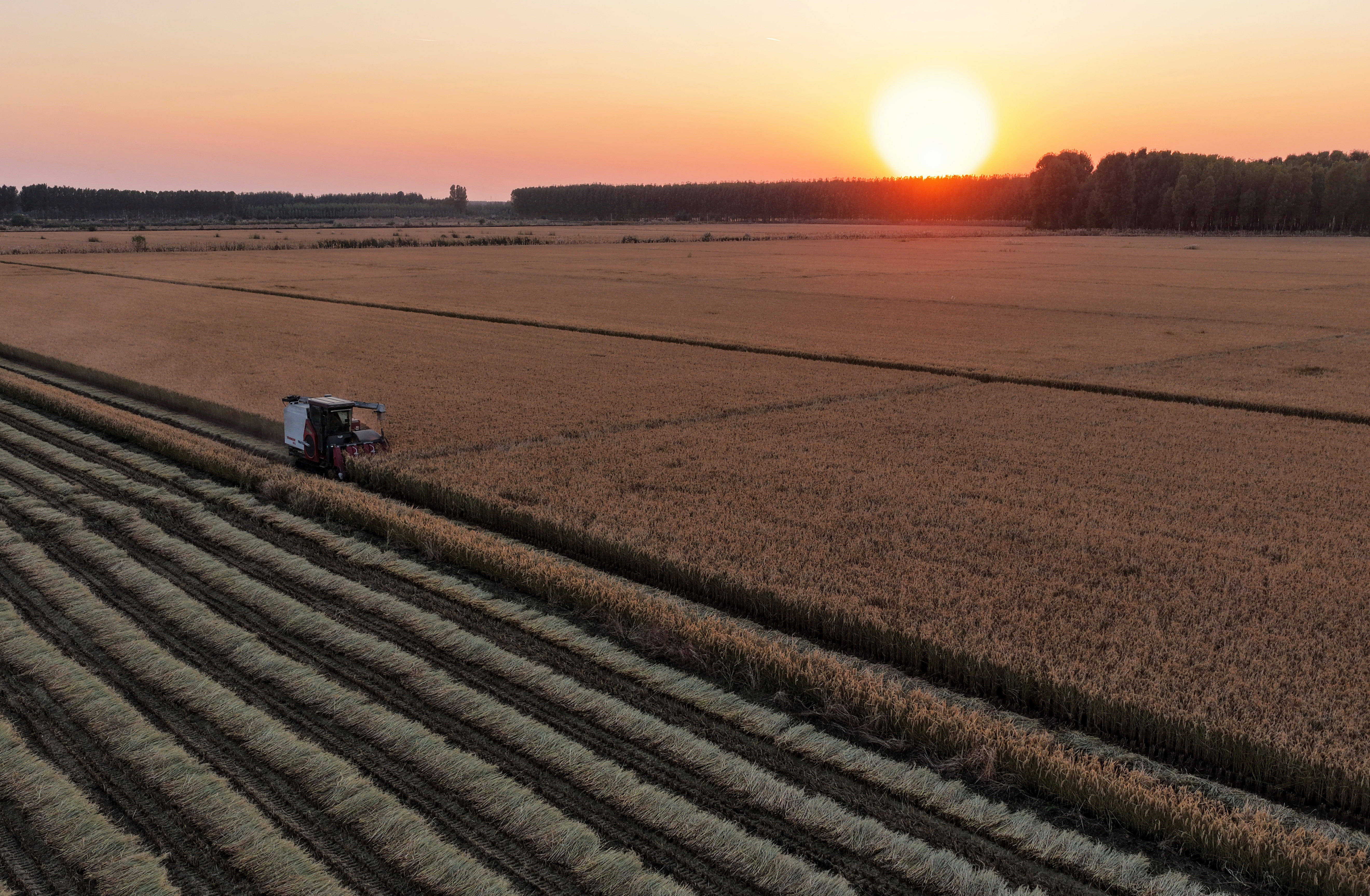 河北唐山：水稻迎来收获季